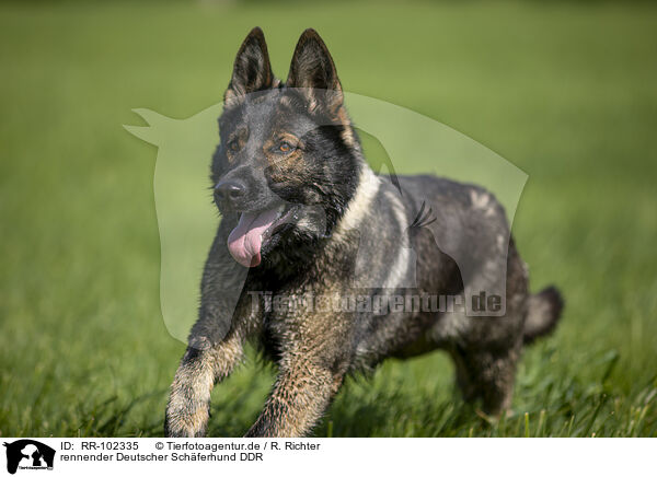 rennender Deutscher Schferhund DDR / running GDR Shepherd / RR-102335