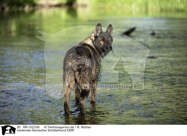 badender Deutscher Schferhund DDR / bathing GDR Shepherd / RR-102336