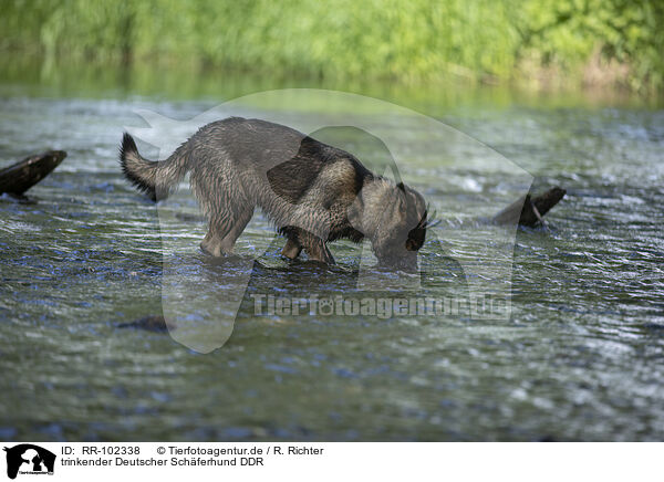 trinkender Deutscher Schferhund DDR / RR-102338