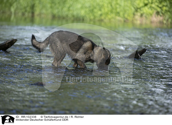 trinkender Deutscher Schferhund DDR / drinking GDR Shepherd / RR-102338