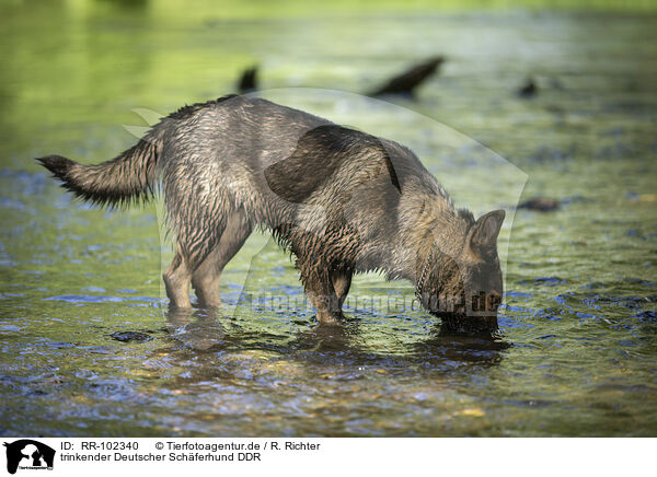 trinkender Deutscher Schferhund DDR / drinking GDR Shepherd / RR-102340