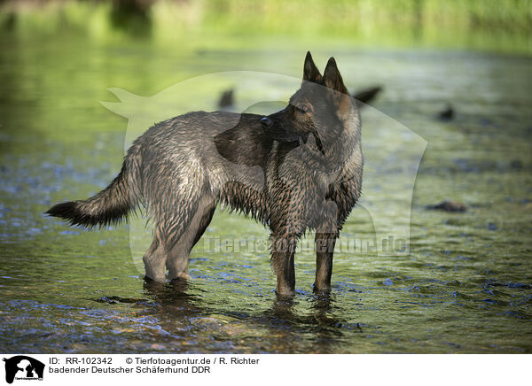 badender Deutscher Schferhund DDR / RR-102342