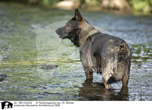 badender Deutscher Schferhund DDR / bathing GDR Shepherd / RR-102343