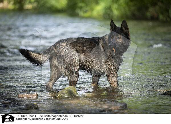 badender Deutscher Schferhund DDR / RR-102344