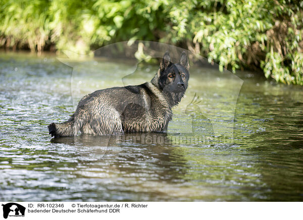 badender Deutscher Sch�ferhund DDR / RR-102346
