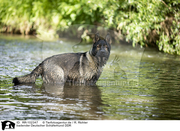 badender Deutscher Schferhund DDR / bathing GDR Shepherd / RR-102347