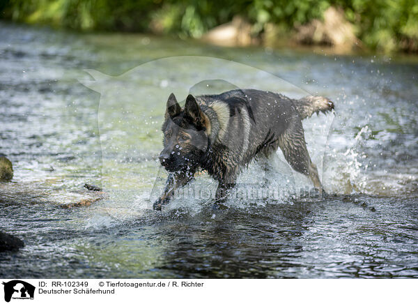 Deutscher Sch�ferhund / RR-102349