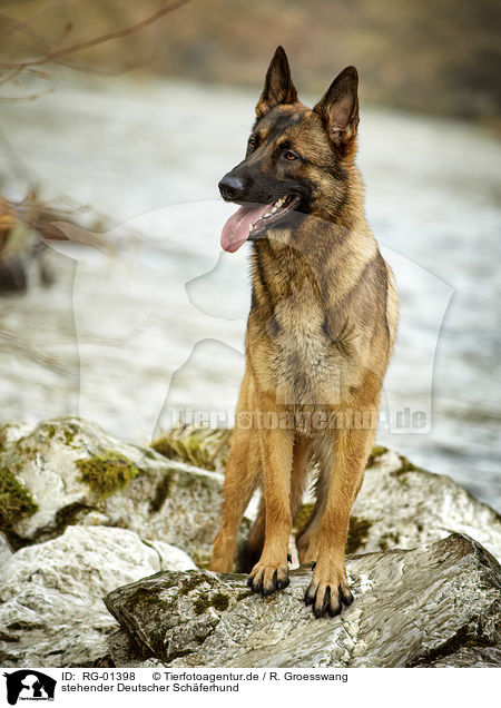 stehender Deutscher Schferhund / standing German Shepherd / RG-01398