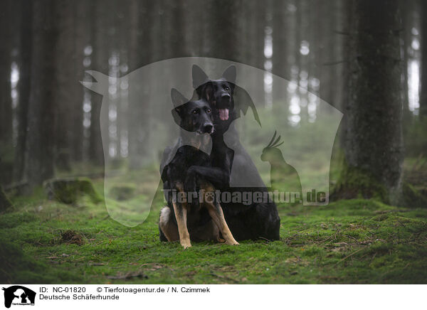 Deutsche Schferhunde / German Shepherds / NC-01820
