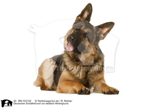 Deutscher Schferhund vor weiem Hintergrund / German Shepherd Dog in front of white background / RR-103152