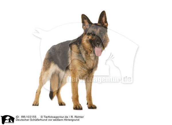 Deutscher Schferhund vor weiem Hintergrund / German Shepherd Dog in front of white background / RR-103155