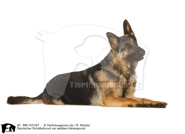 Deutscher Schferhund vor weiem Hintergrund / German Shepherd Dog in front of white background / RR-103187