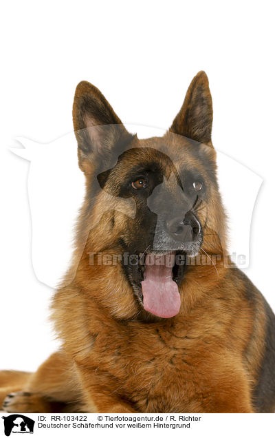 Deutscher Schferhund vor weiem Hintergrund / German Shepherd Dog in front of white background / RR-103422