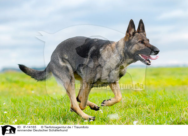 rennender Deutscher Schferhund / IF-14165