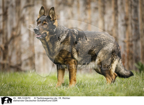 stehender Deutscher Schferhund DDR / standing GDR Shepherd / RR-103670