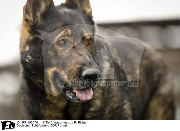 Deutscher Schferhund DDR Portrait / RR-103676
