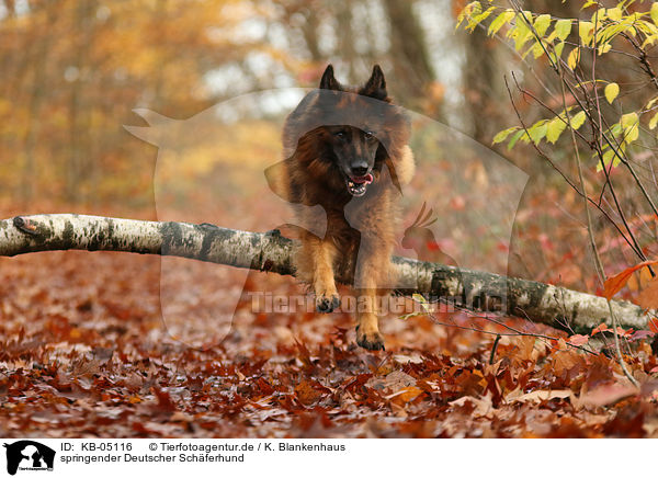 springender Deutscher Schferhund / KB-05116