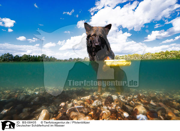 Deutscher Schferhund im Wasser / BS-08405