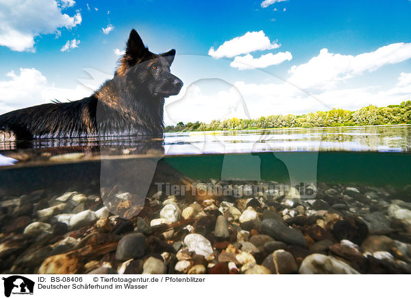 Deutscher Schferhund im Wasser / German Shepherd Dog in the water / BS-08406
