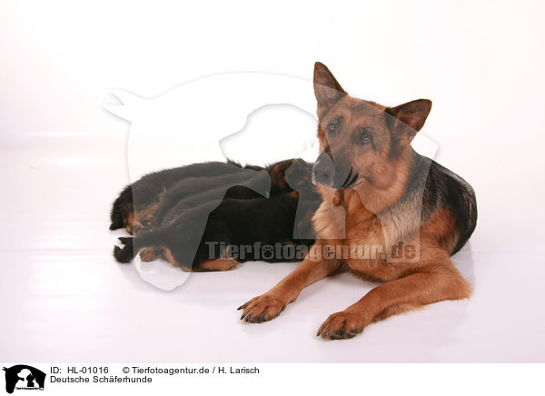 Deutsche Schferhunde / German Shepherds / HL-01016
