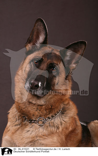 Deutscher Schferhund Portrait / German Shepherd Portrait / HL-01021