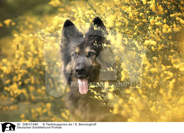 Deutscher Schferhund Portrait / SIB-01489