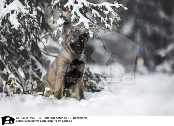 junger Deutscher Schferhund im Schnee / young German Shepherd in the snow / LB-01763