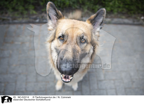 sitzender Deutscher Schferhund / NC-02014