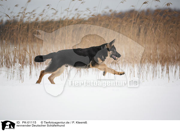 rennender Deutscher Schferhund / PK-01115