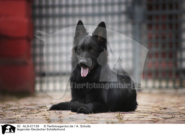 liegender Deutscher Schferhund / lying German Shepherd / ALS-01139