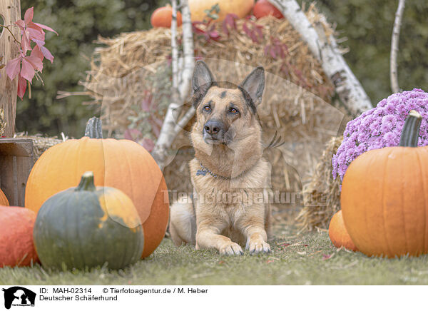 Deutscher Schferhund / MAH-02314