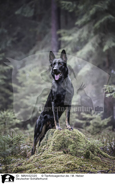 Deutscher Schferhund / German Shepherd / MAH-02320