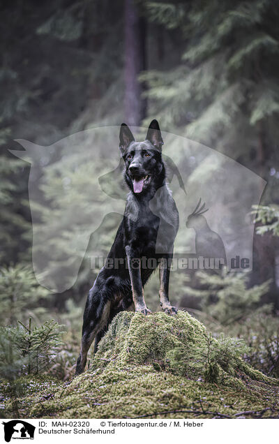 Deutscher Schferhund / MAH-02320