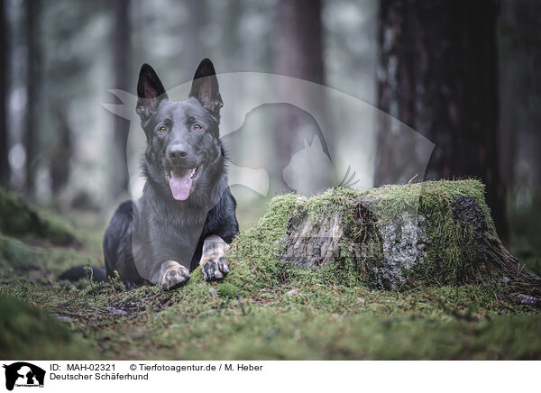 Deutscher Schferhund / German Shepherd / MAH-02321