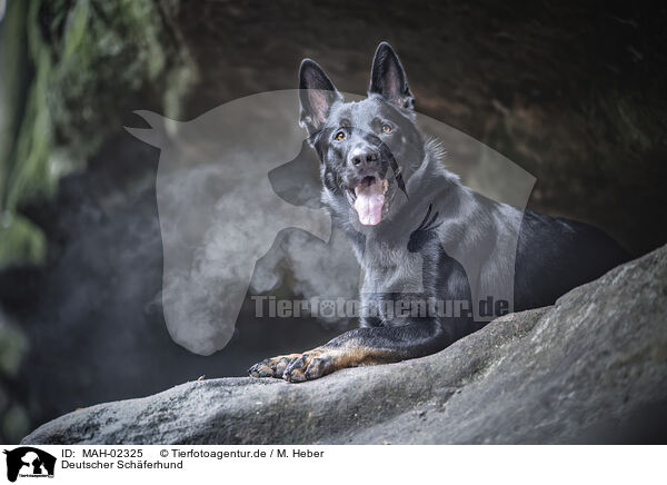 Deutscher Schferhund / MAH-02325
