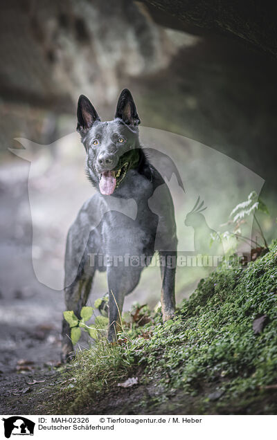 Deutscher Schferhund / German Shepherd / MAH-02326