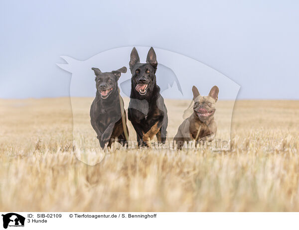 3 Hunde / SIB-02109