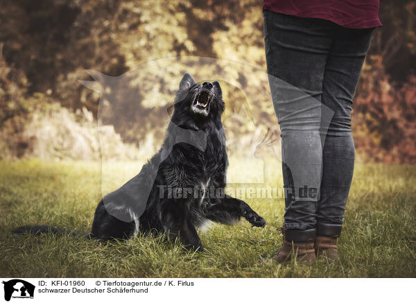 schwarzer Deutscher Schferhund / KFI-01960