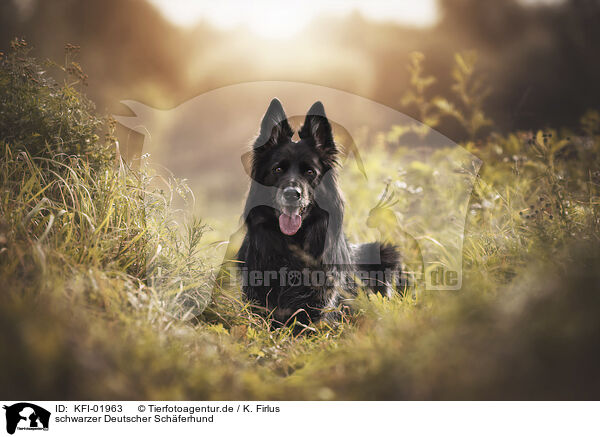 schwarzer Deutscher Schferhund / KFI-01963