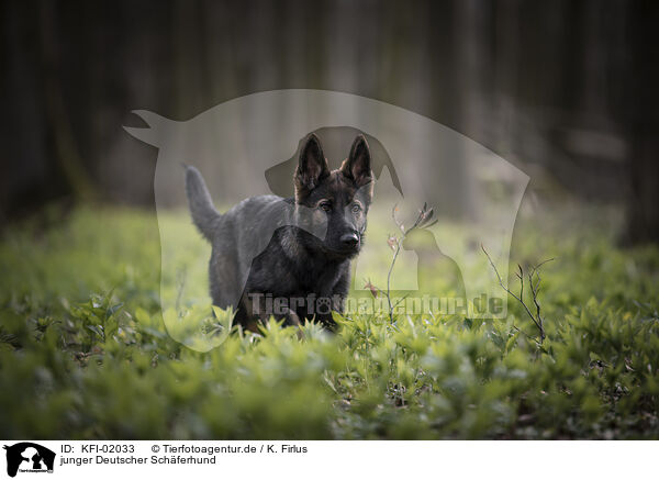 junger Deutscher Schferhund / young German Shepherd / KFI-02033