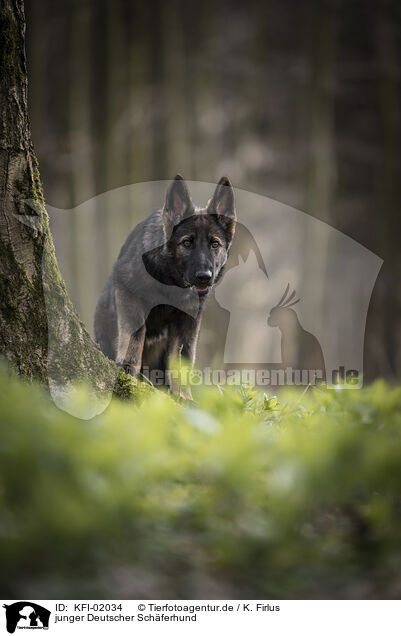 junger Deutscher Schferhund / young German Shepherd / KFI-02034