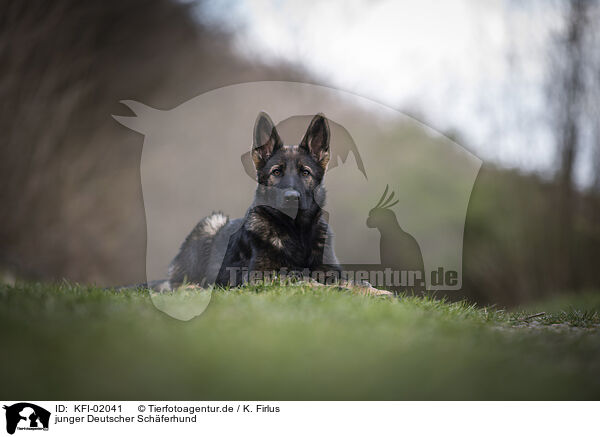 junger Deutscher Schferhund / young German Shepherd / KFI-02041