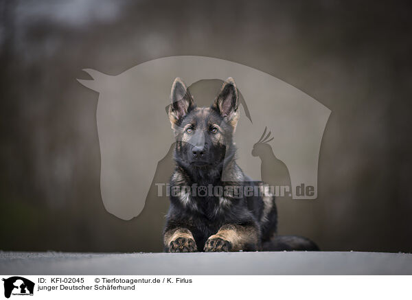 junger Deutscher Schferhund / young German Shepherd / KFI-02045