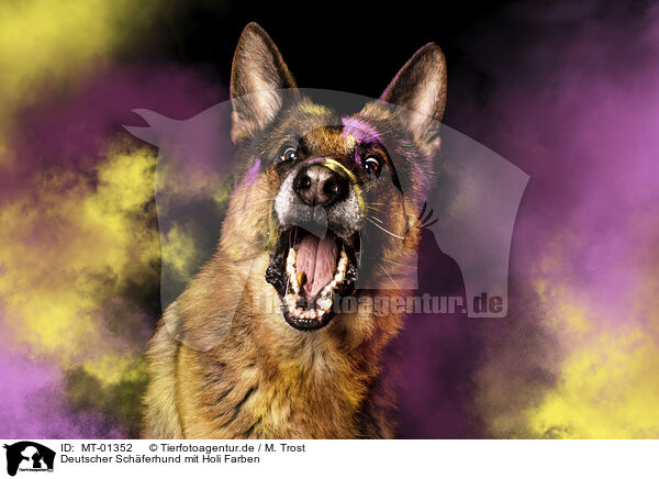Deutscher Schferhund mit Holi Farben / Deutscher Schferhund with holi powder / MT-01352