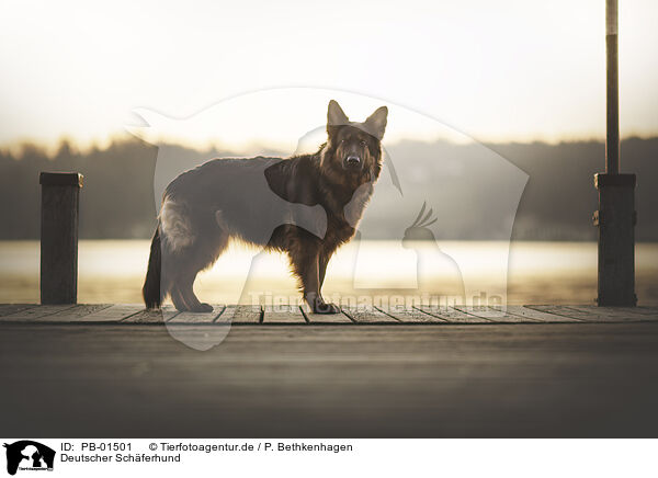 Deutscher Schferhund / PB-01501