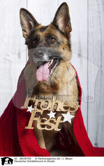 Deutscher Schferhund im Studio / German Shepherd in studio / JM-09790