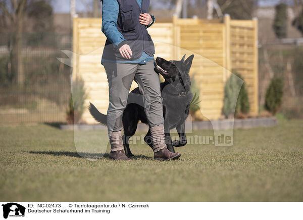 Deutscher Schferhund im Training / NC-02473