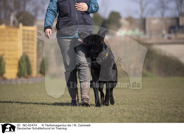 Deutscher Schferhund im Training / NC-02474