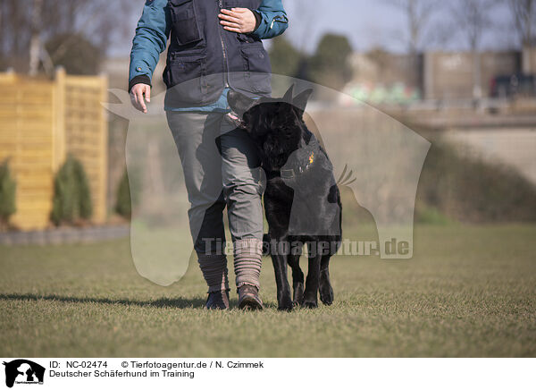 Deutscher Schferhund im Training / German Shepherd in training / NC-02474