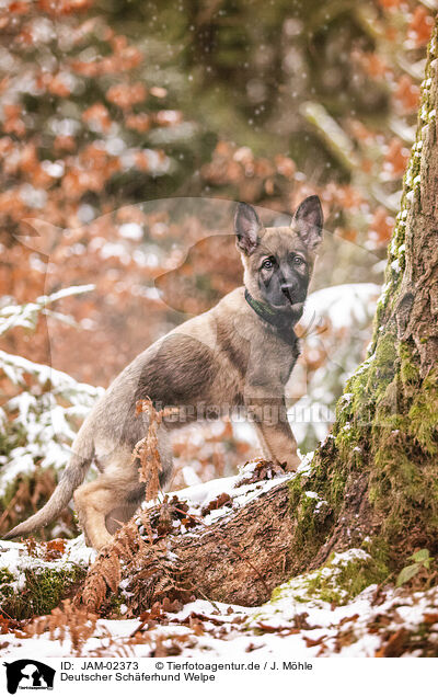 Deutscher Schferhund Welpe / JAM-02373